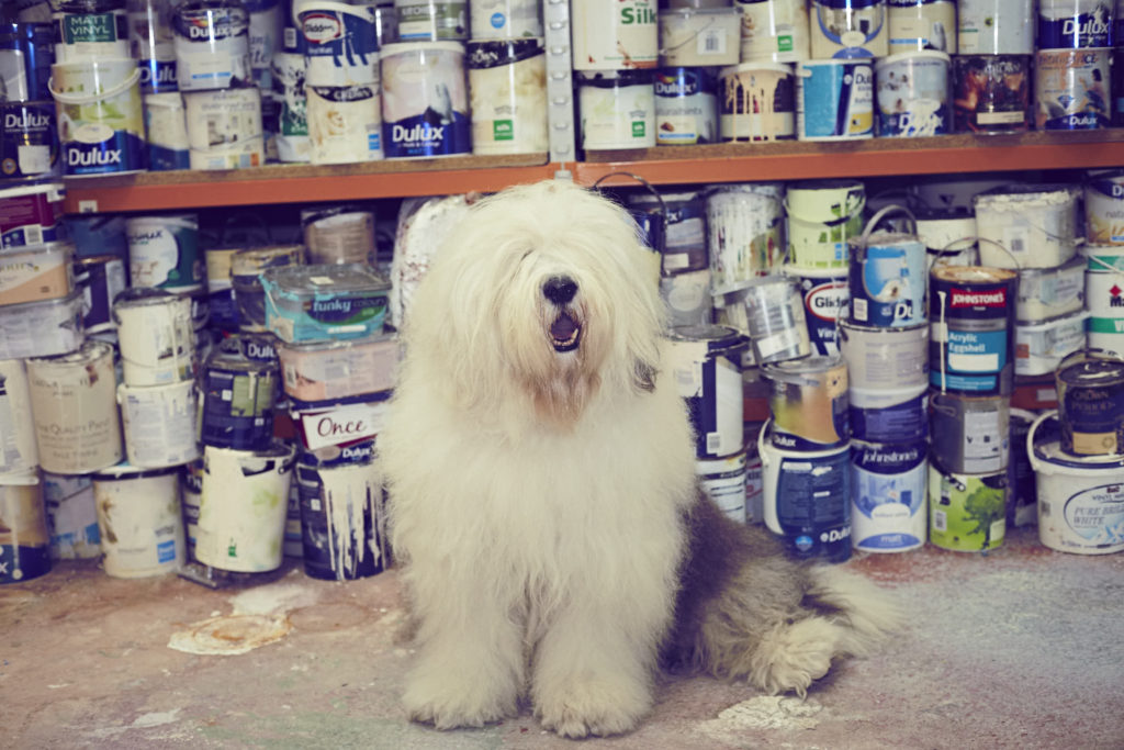 Paint display selling cheap and reusable paint at a Community RePaint Scheme with the Dulux Dog.